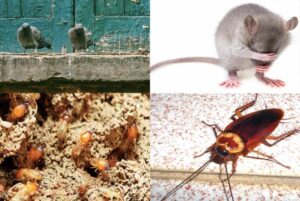 Read more about the article What is the concept of urban pest?