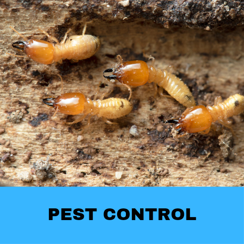 You are currently viewing How to deal with termite control?