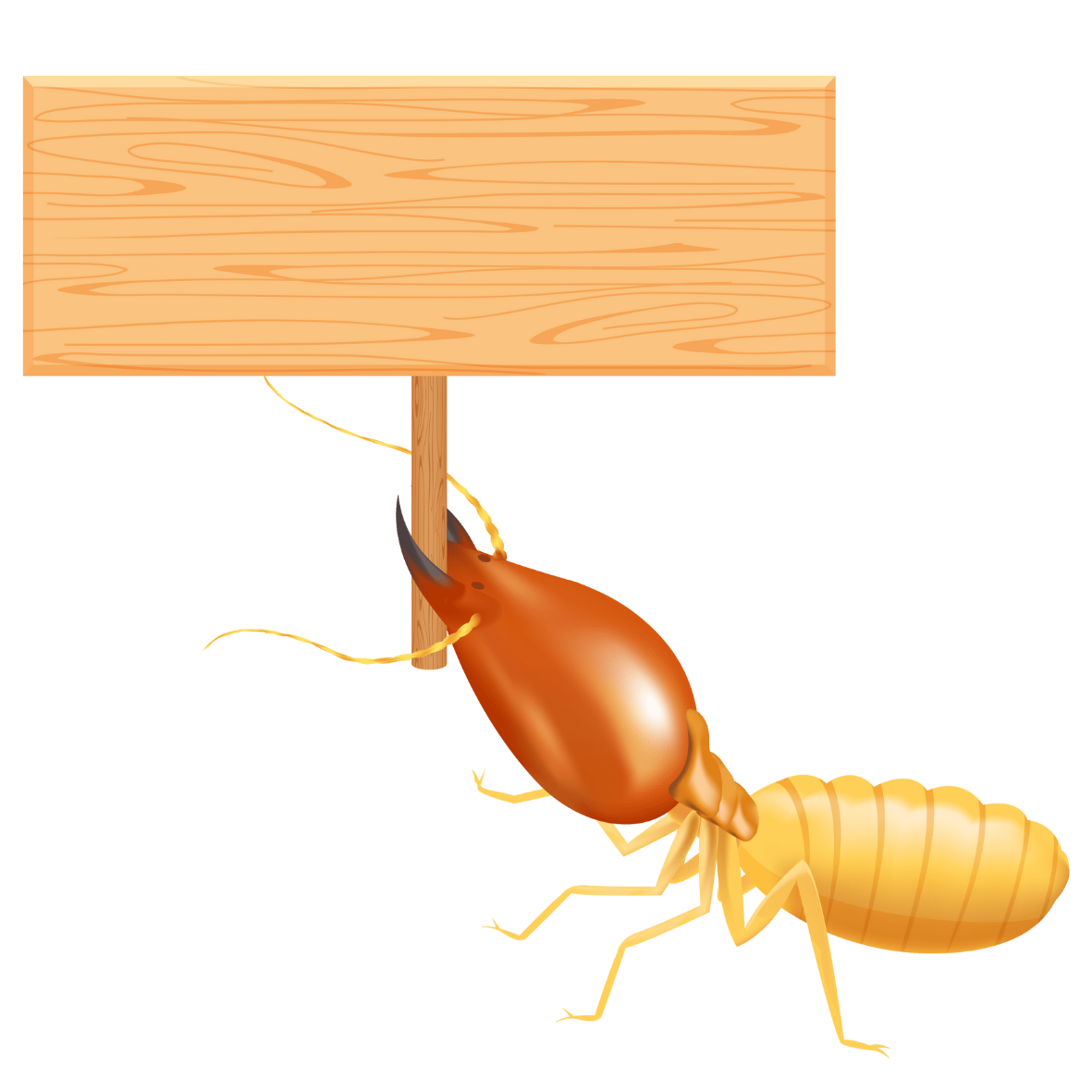 Read more about the article Local Termite Control Service in Bangladesh