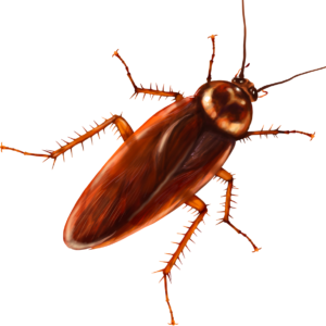 Read more about the article Cockroach Control Service Dhaka