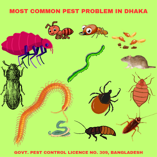 Read more about the article Most Common Pest Problem in Dhaka City
